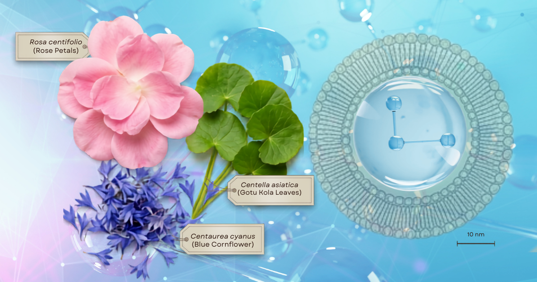 Rosa centifolia, Centella asiatica and Centaurea cyanus — three plant exosome sources in Natuderma Exosome HA Microneedling Serum