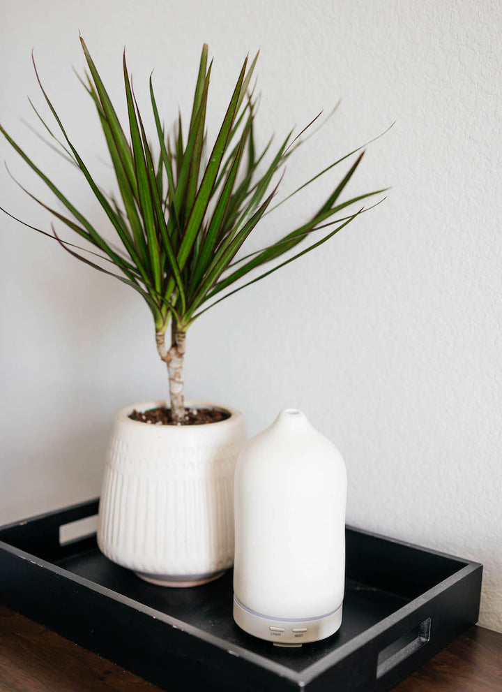 Potted plant and white vase on a black tray against a light gray wall